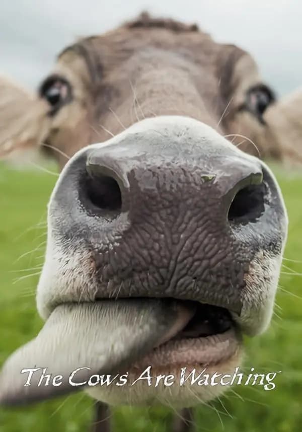 The Cows are watching